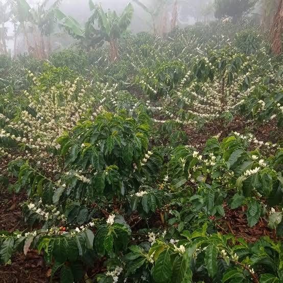 Coffee plant in bloom on an Ecuadorian farm