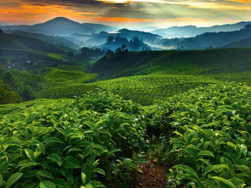 Sunrise over coffee terraces in Ecuador